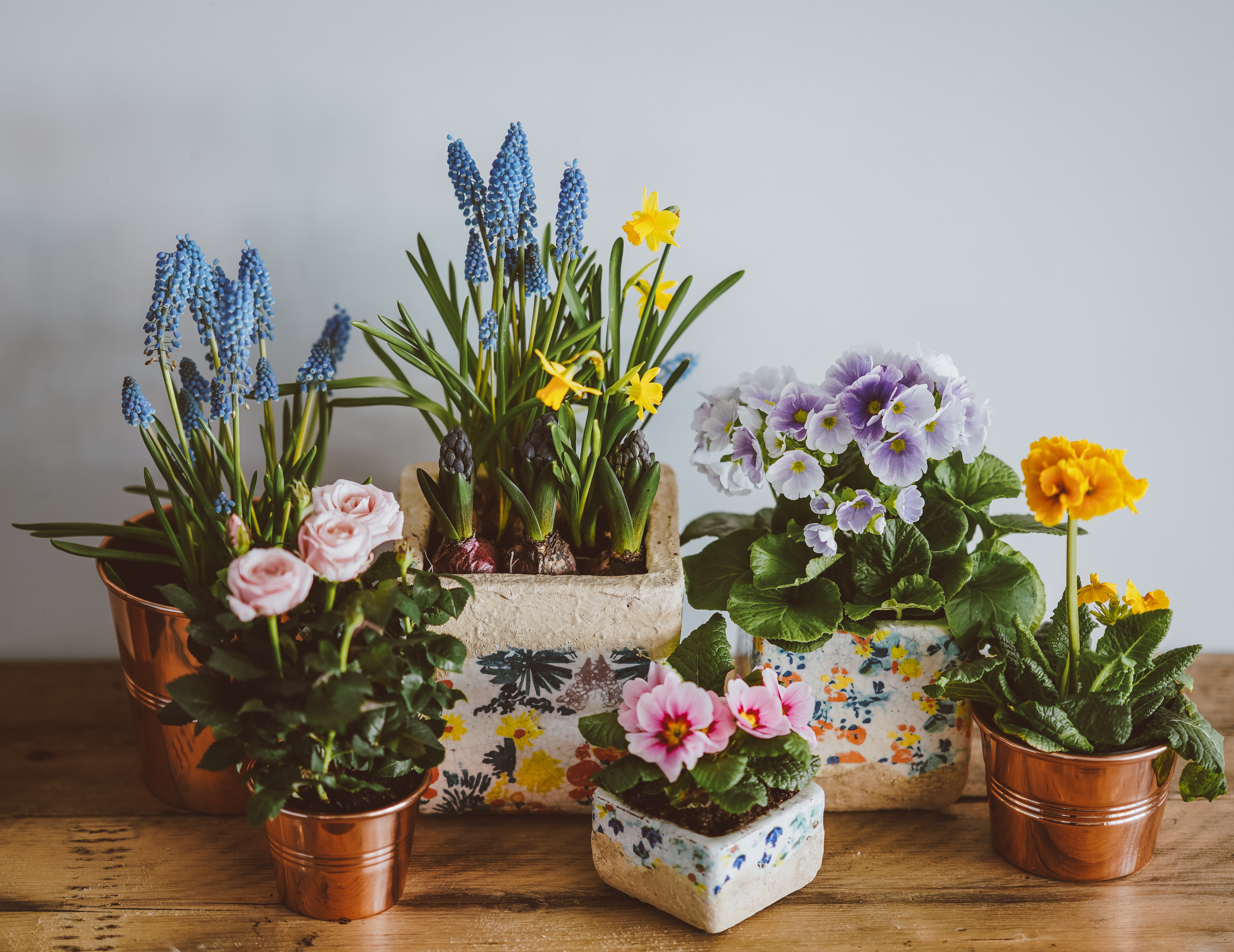 Changing The Interior’s Look With The Most Beautiful Houseplants